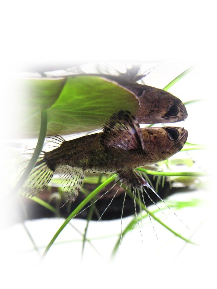 古代蝴蝶鱼飞蝶象鼻热带鱼淡水水缸小型上层进口鱼