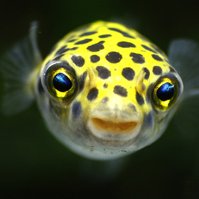 热带观赏鱼斑马狗头鱼淡水河豚毛毛皇冠狗头大金娃娃潜水艇包活体