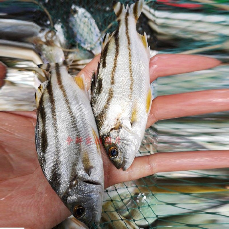 野生争鲜海鲜斑猪三横茂公海鱼海钓丁公鱼其它