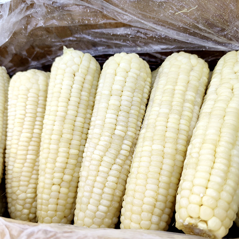 玉米玉米棒大丰aa东北40支白玉早餐商用水煮玉米