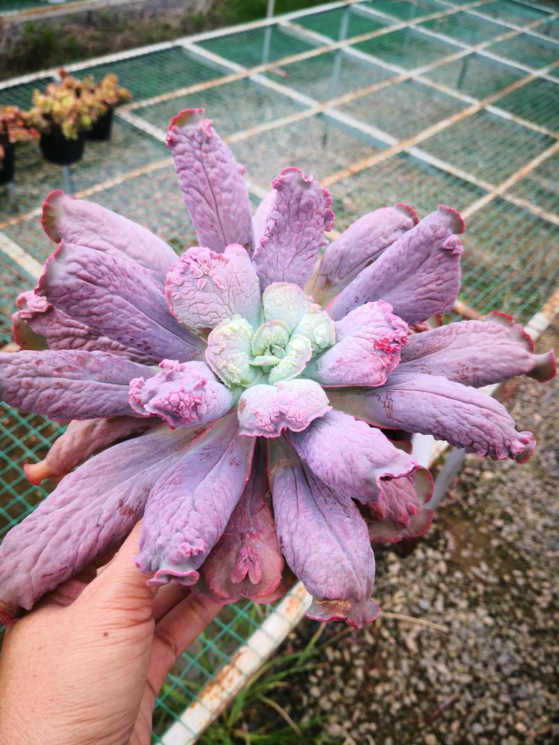 狂野男爵包菜多植物室内稀有全疣石莲瘤子多肉老桩绿植