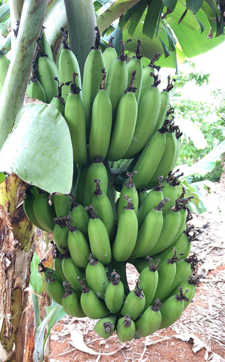 香蕉广西五斤蕉无火山现摘青皮新鲜当季北海香蕉
