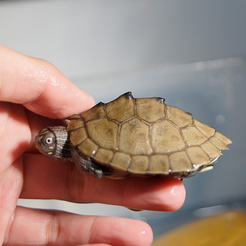 地图龟苗乌龟活物家养宠物水龟观赏深水龟逗龟