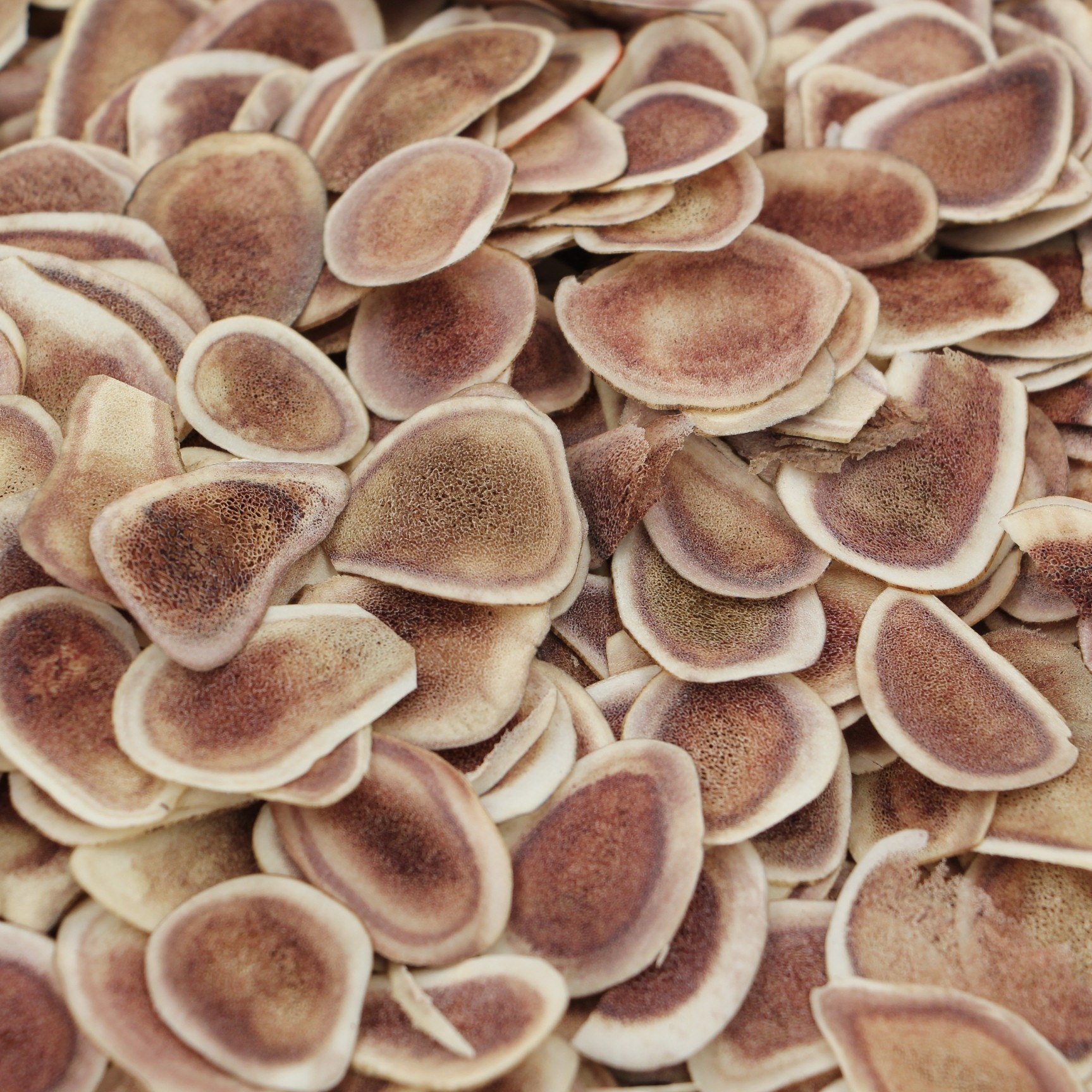 鹿茸鹿角东北长白山骨片毛角片泡酒正宗500g鹿茸片