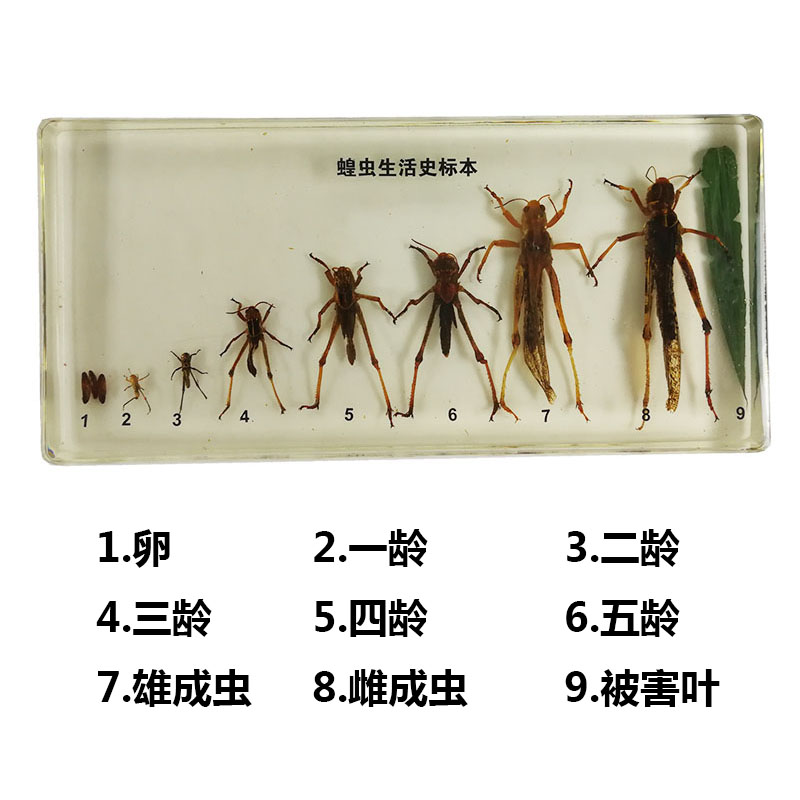 蝗虫生活史标本标本包埋小学科学教学仪器幼教科普教学仪器