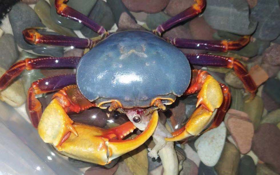 观赏蟹南海溪蟹蓝尖肢爬虫爬宠紫罗兰束腰蟹田蟹溪蟹爬虫爬宠物