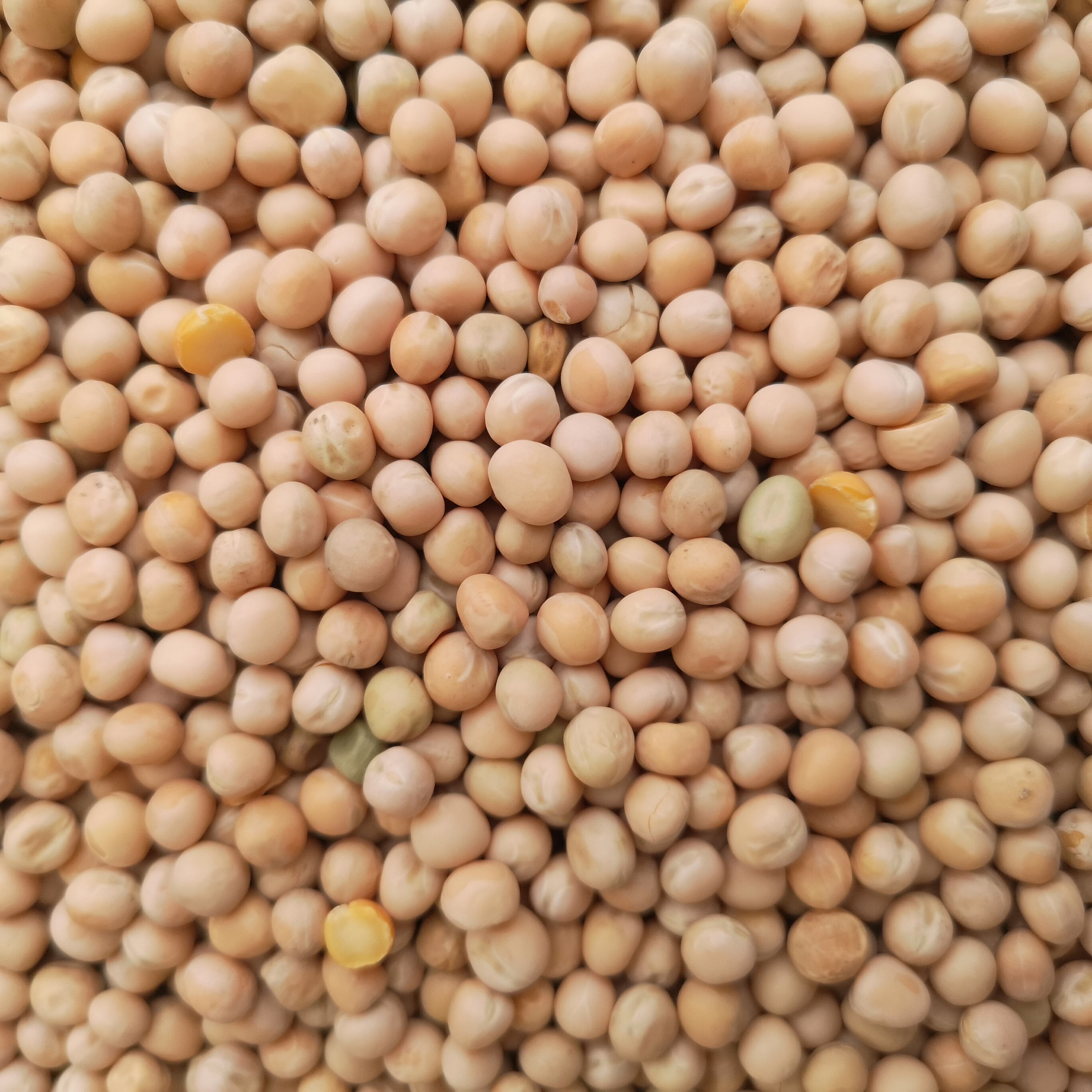 鸽子白豌豆观赏饲料肉鸽赛鸽信鸽鸽粮五斤一份鸟食