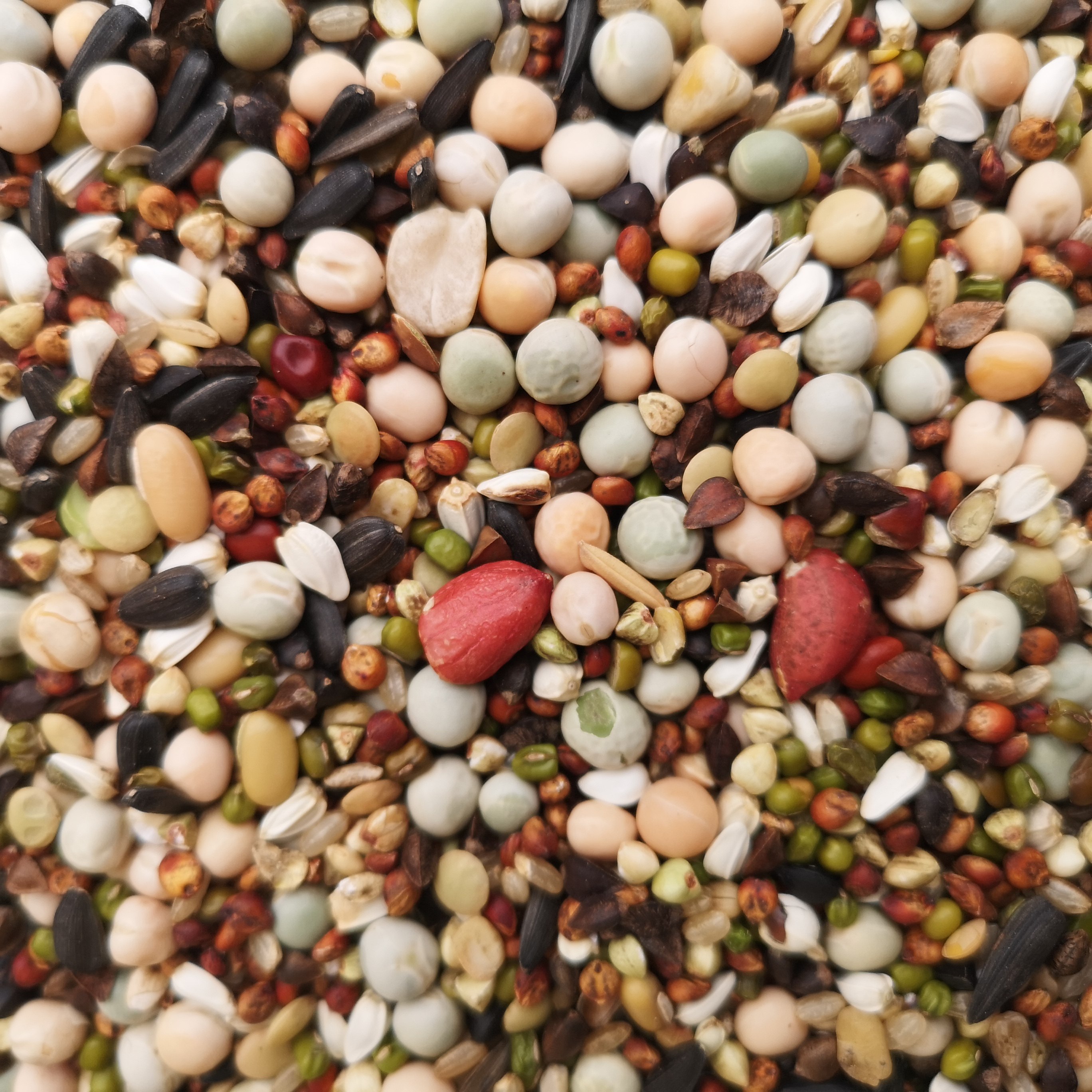 幼鸽粮a级纸箱装 无玉米鸽子食 赛鸽营养饲料鸟食信观赏肉鸽粮5斤