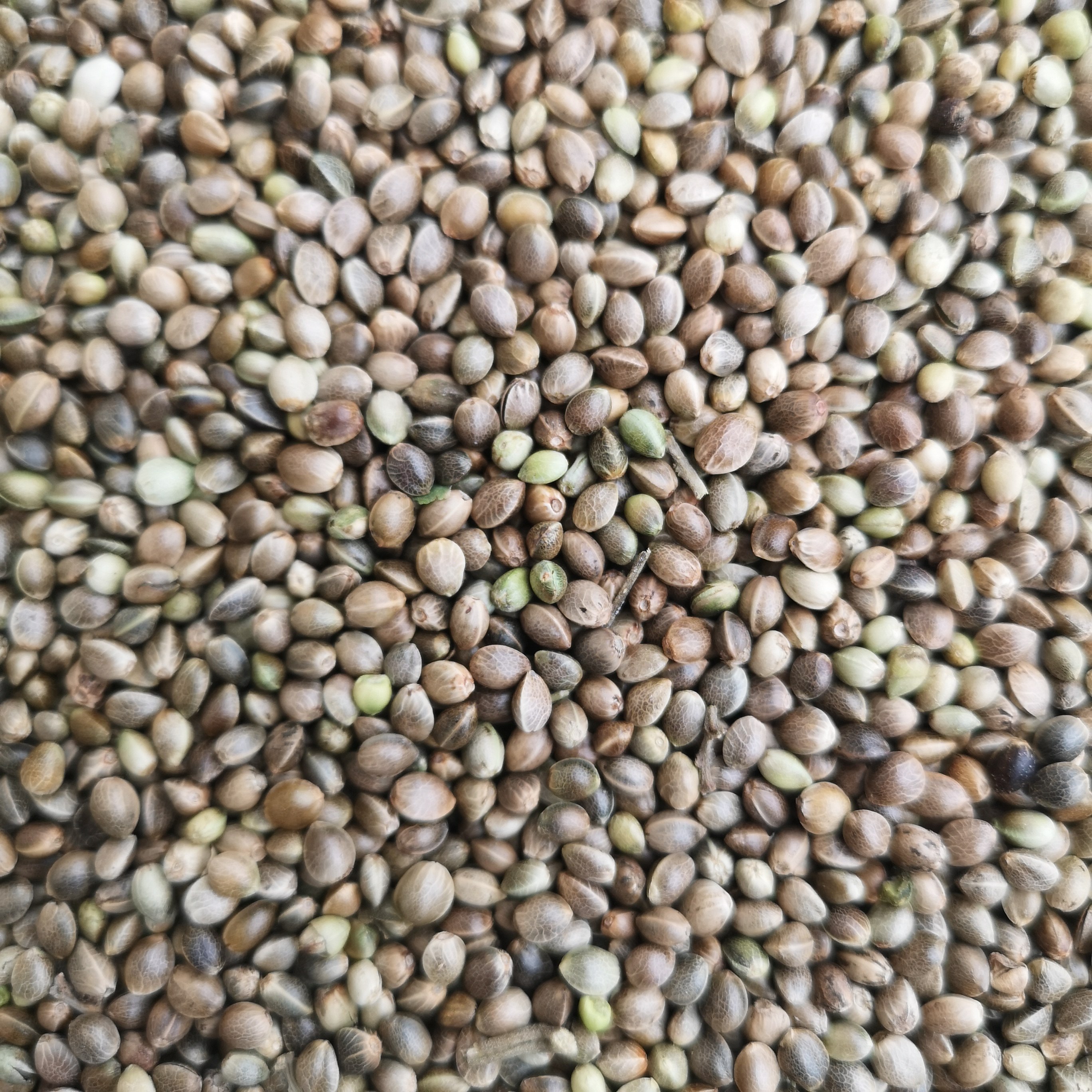 麻籽仓鼠五斤一份鸟粮饲料鸟食鹦鹉颗粒鸽子鸟食