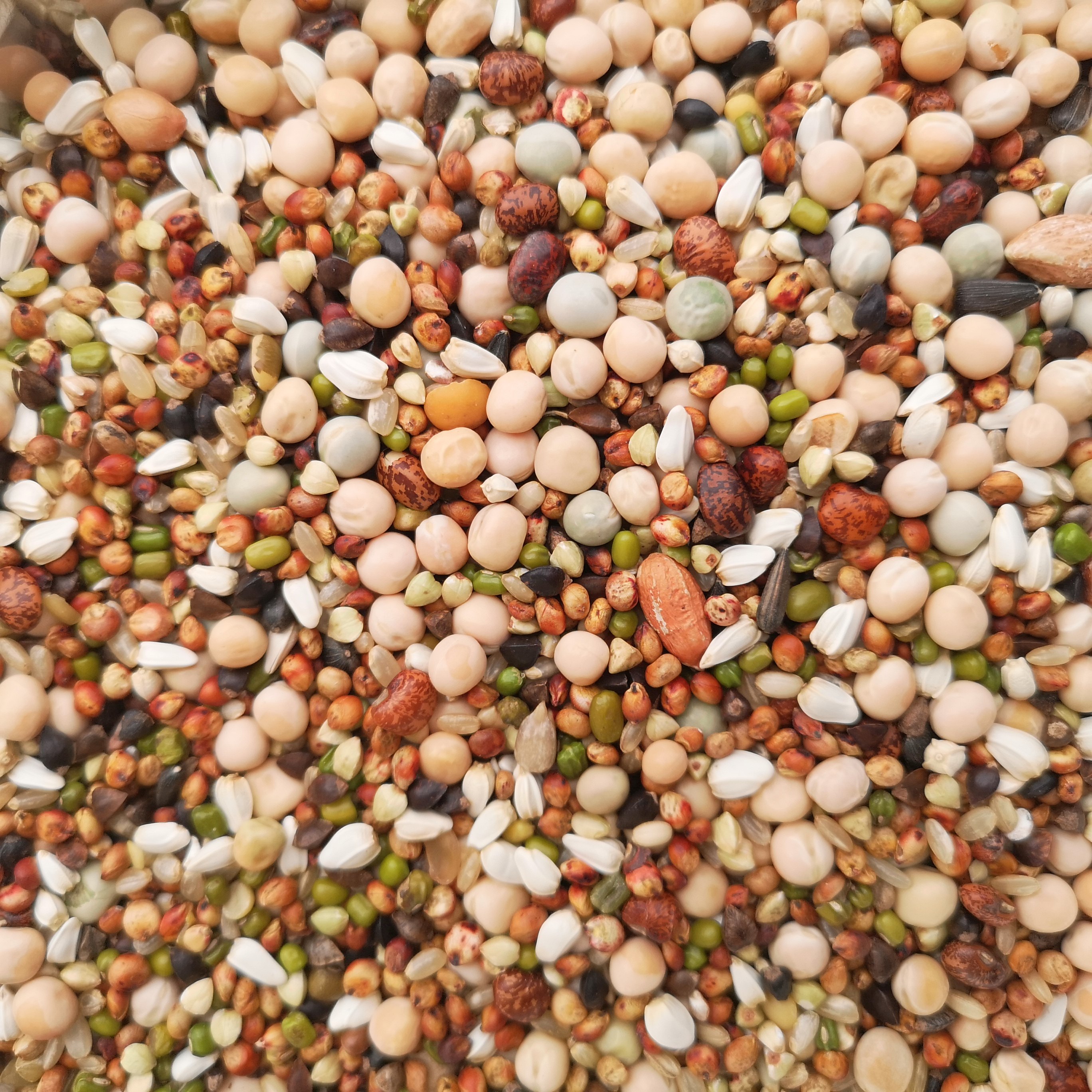 幼鸽玉米鸽子赛鸽营养饲料鸟食包邮信观赏肉鸽鸟食