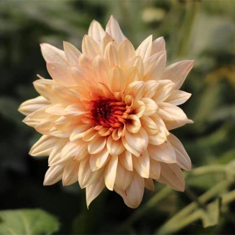 东篱园艺橙旦丁进口菊花花苗室内外阳台盆地四季时令草本花卉