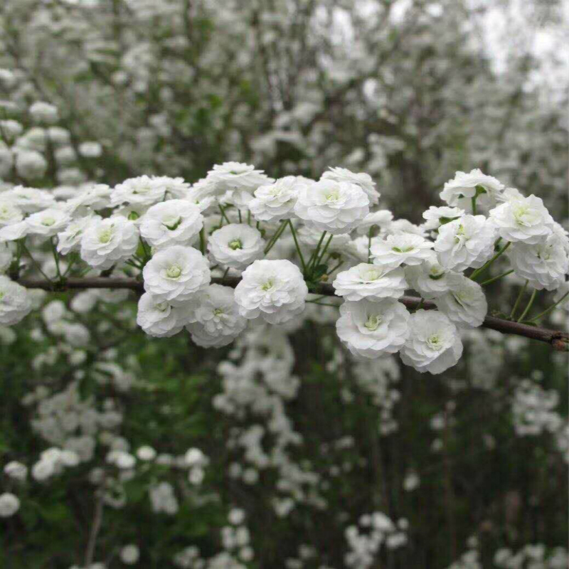 东篱园艺新品开花机器重瓣喷雪花雪柳观花植物花卉