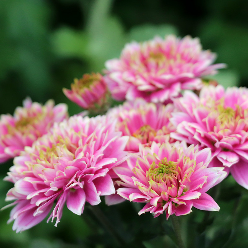 东篱园艺0505580进口菊花花苗室内外阳台盆地四季时令草本花卉