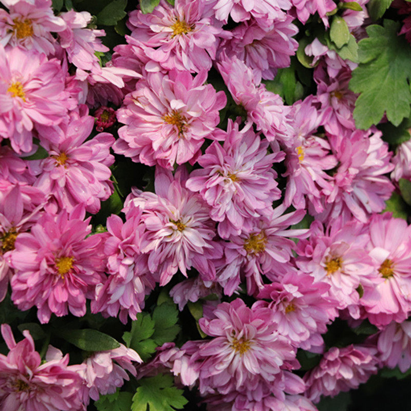 东篱园艺新世纪夏菊苗室内外阳台盆栽地耐热耐寒多季 四季 多头爆盆