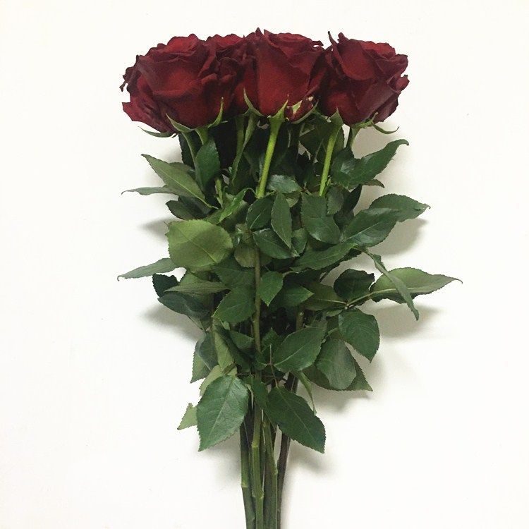 厄瓜多尔大头玫瑰探索者玫瑰花暗红色枪炮玫瑰生日爱情鲜花鲜花速递