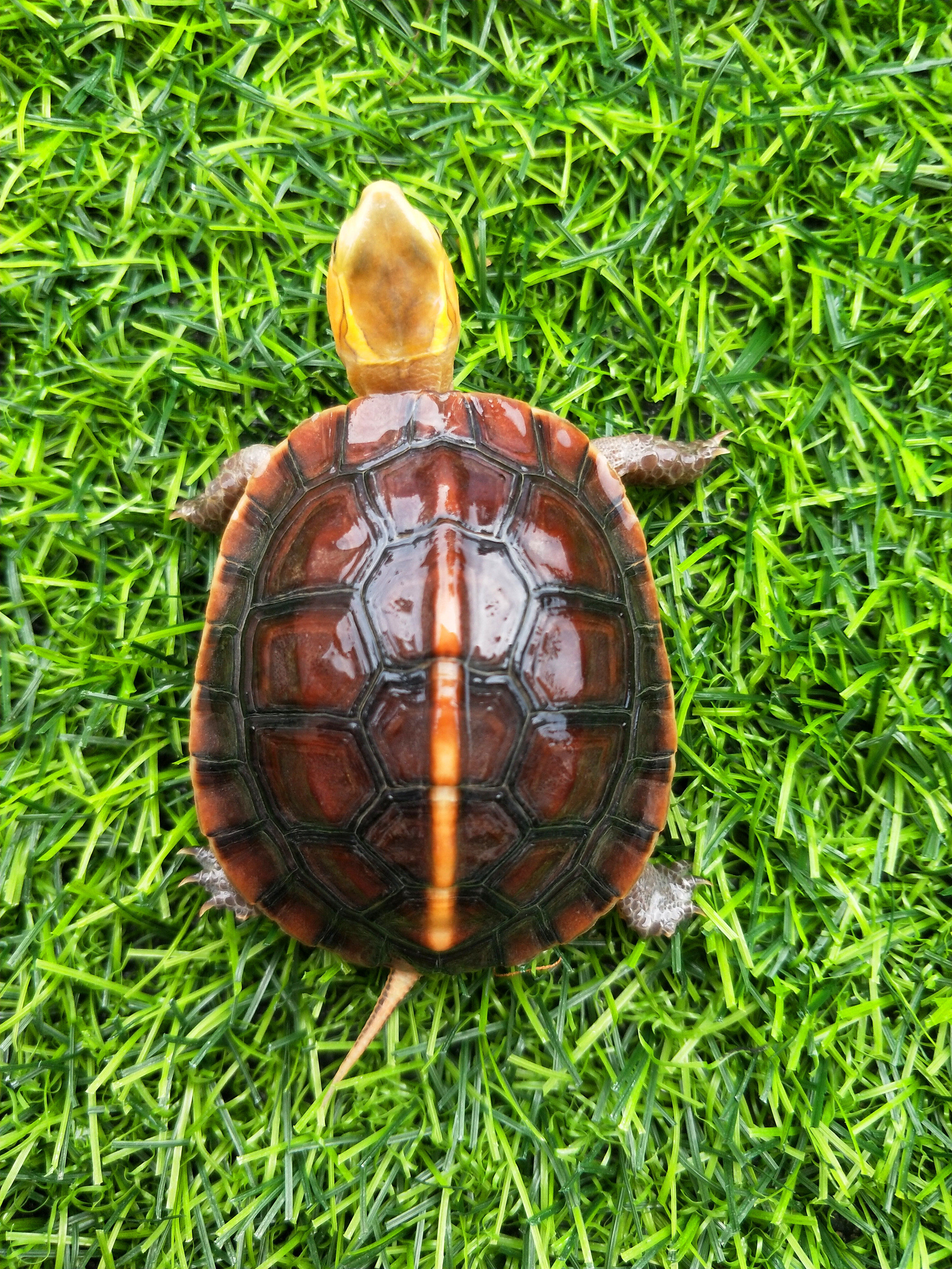 直拍无效宠物小乌龟水龟观赏易养龟包邮龟