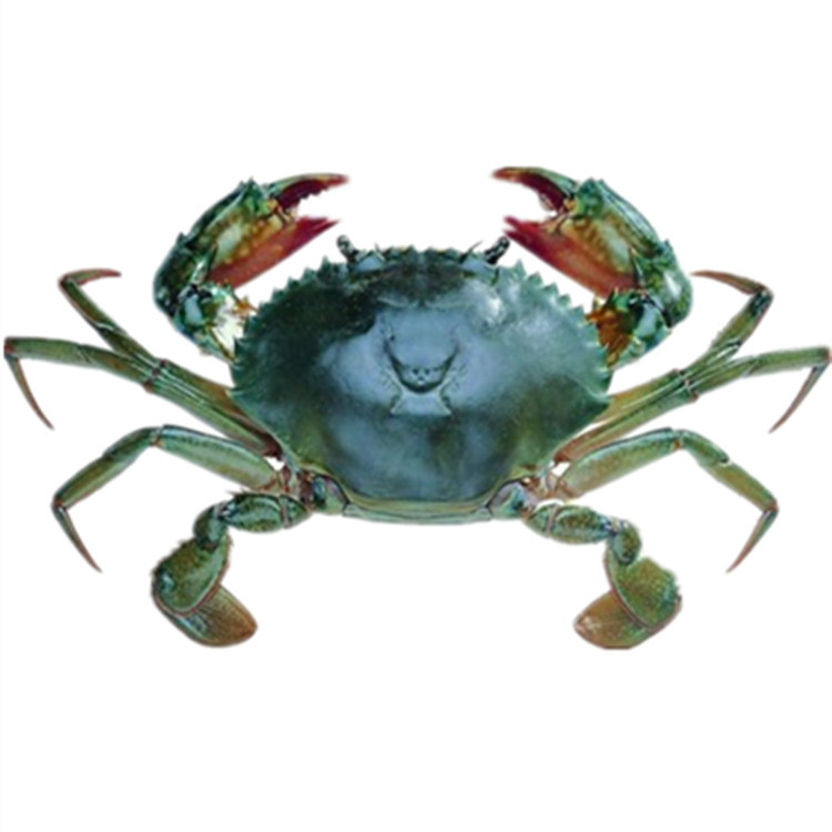 鲜活红膏野生螃蟹包活母面包处子黄母红鲟蝤蛑雪青蟹
