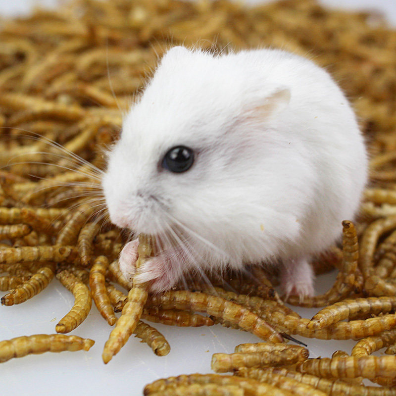 仓鼠粮食刺猬金丝熊面包虫干黄粉龟粮零食用品大全营养主粮食物