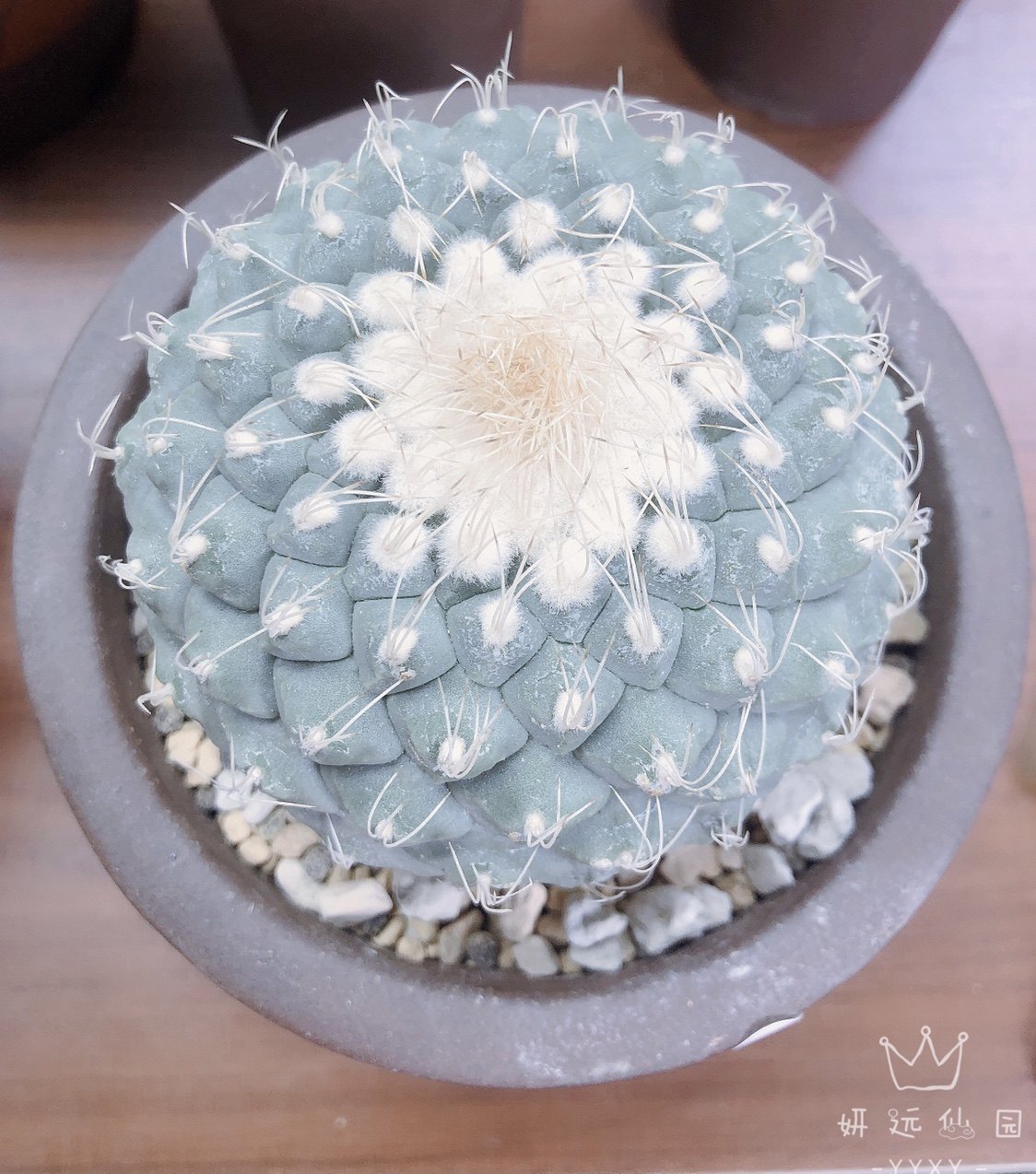 妍远仙园菊水实生进口稀有品种精品仙人多肉植物