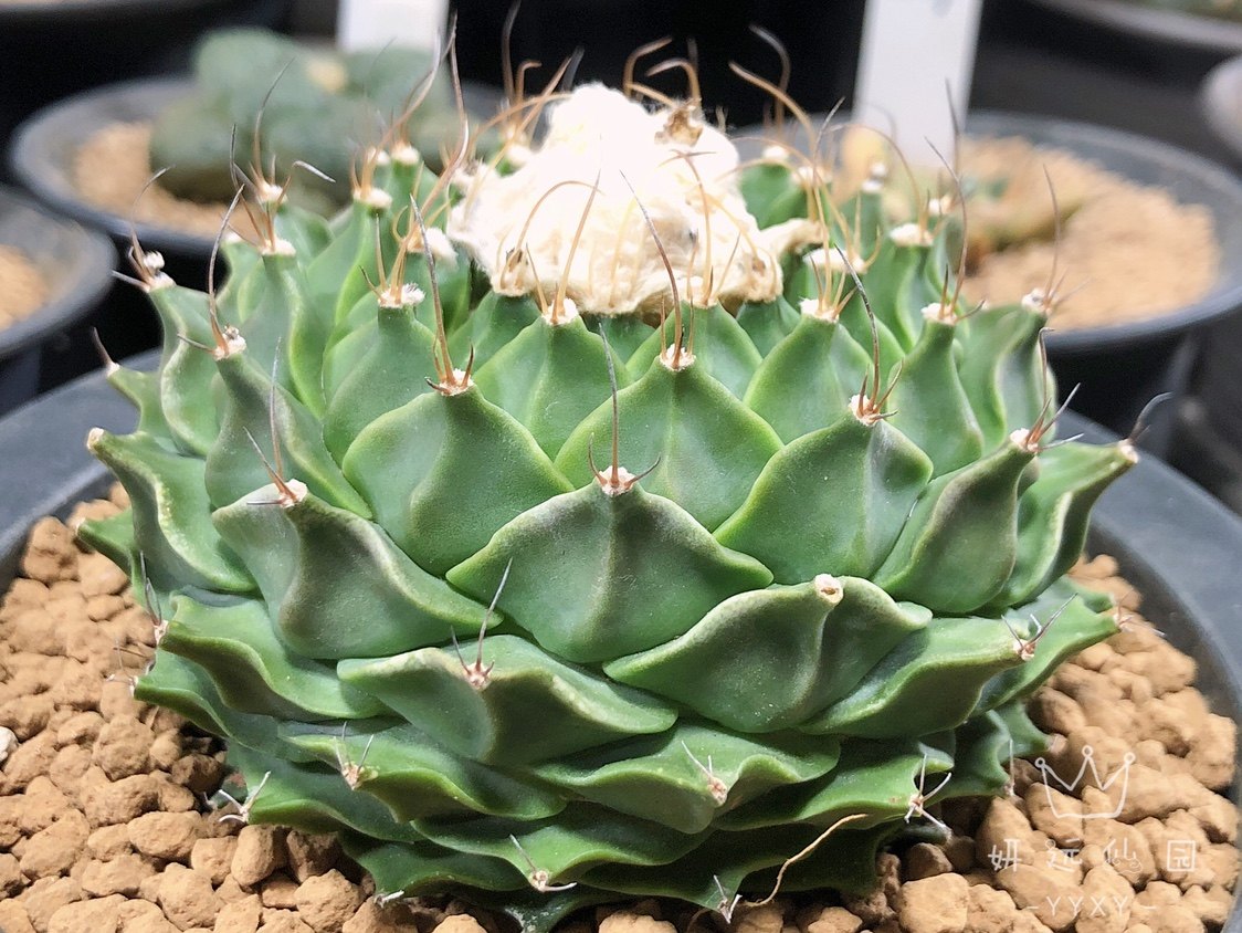 帝冠妍远仙园开花稀有品种精品仙人多肉植物