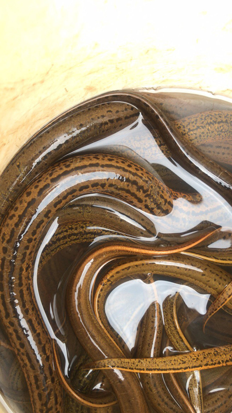 安徽池州鲜活水产大黄黄鳝无污染天然健康顺丰淡水鱼类