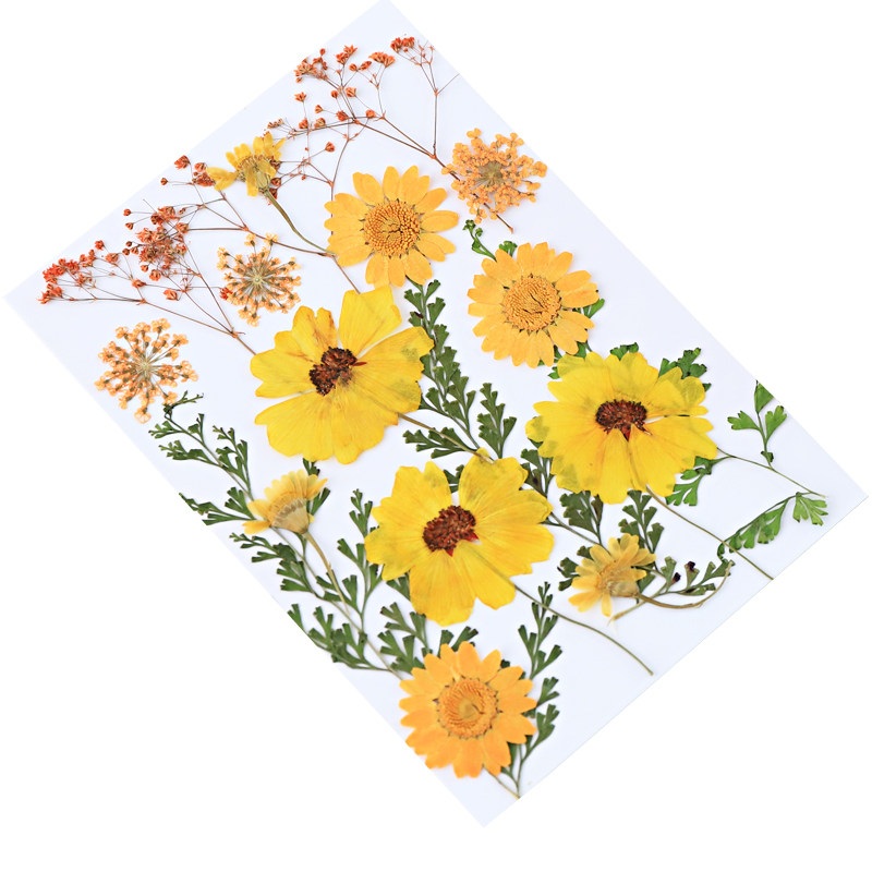 创意植物花瓣贴脸装饰本真标本手工包植物压花干花