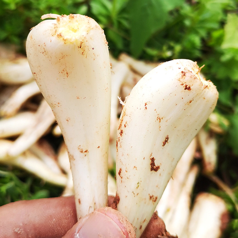 四川藠头8斤新鲜蔬菜荞头现挖茭头鲜嫩茭白其它