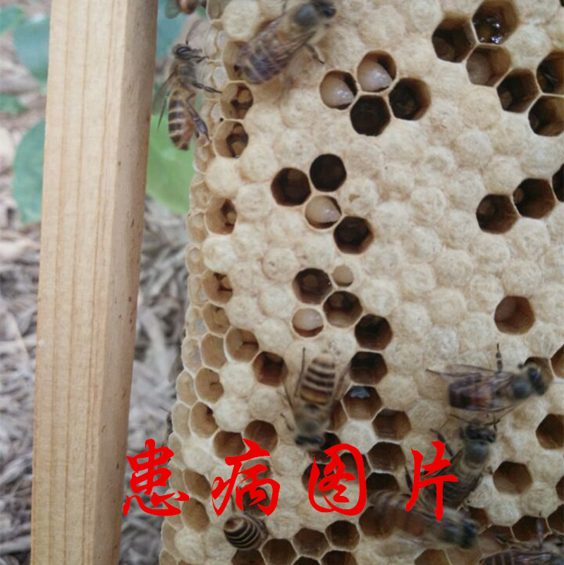 蜜蜂烂子病图图片