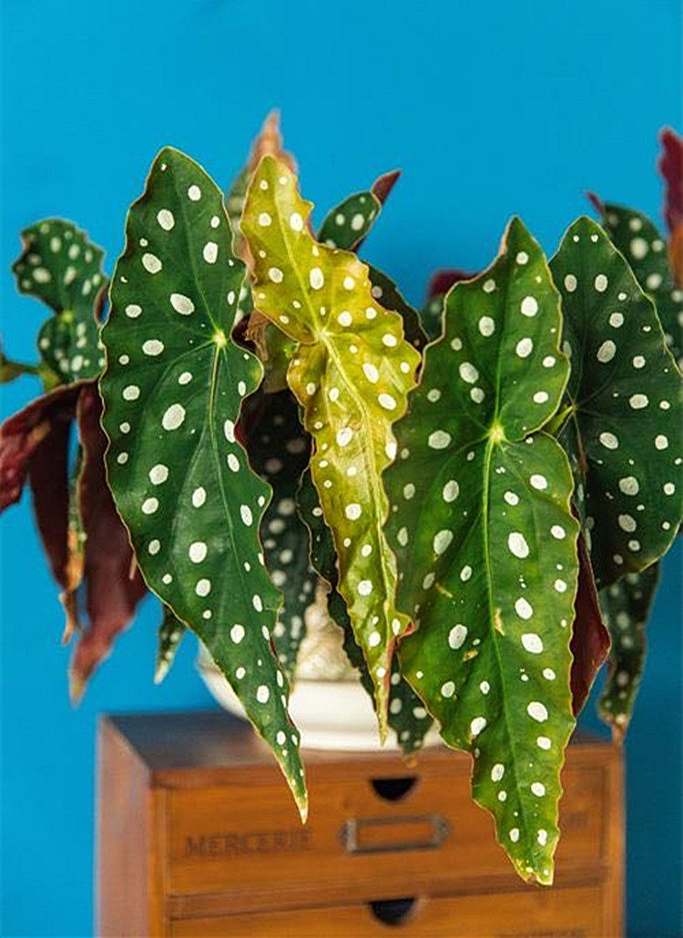 鳟鱼秋海棠ins风网网红室内窗台观叶盆栽盆栽绿植绿植