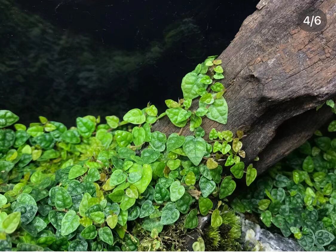 迷你小叶霹雳薜荔水陆雨林藤蔓攀爬附生造景绿植