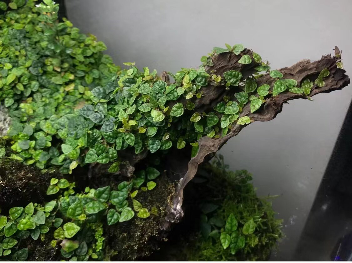 迷你小叶霹雳薜荔水陆雨林藤蔓攀爬附生造景绿植