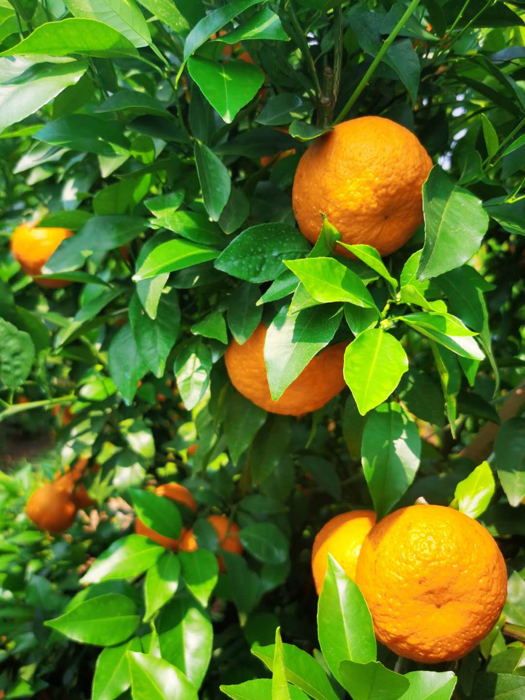 云南江城沃柑新鲜10斤特大水果桔橘橙子整箱桔子