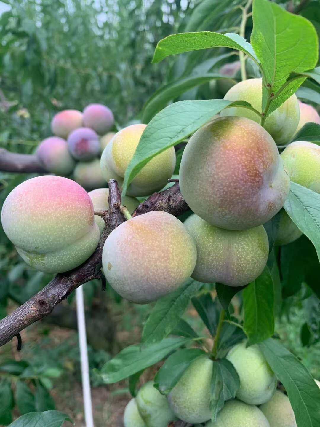 云南新鲜水果绥江半边红脱骨脆青山李子三华李子