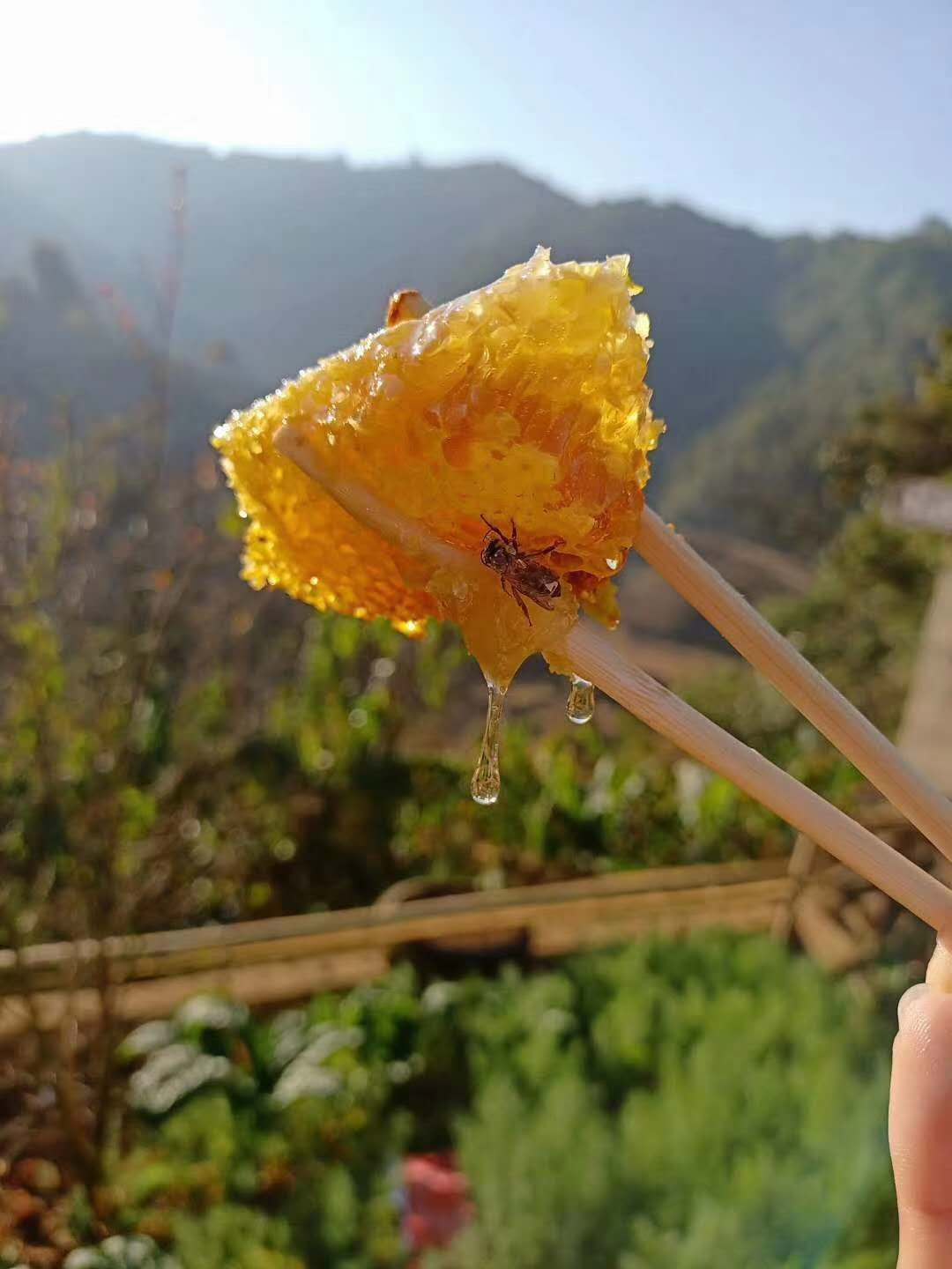 土蜂蜜高清图片真实图片