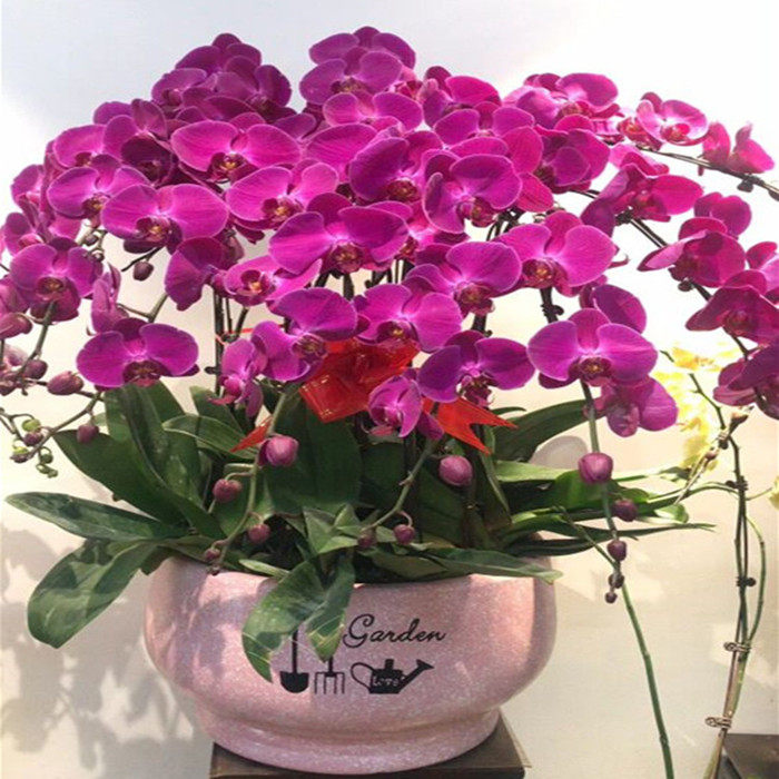 蝴蝶兰盆栽客厅净化空气春节年宵花卉开业乔迁同城时令草本花卉