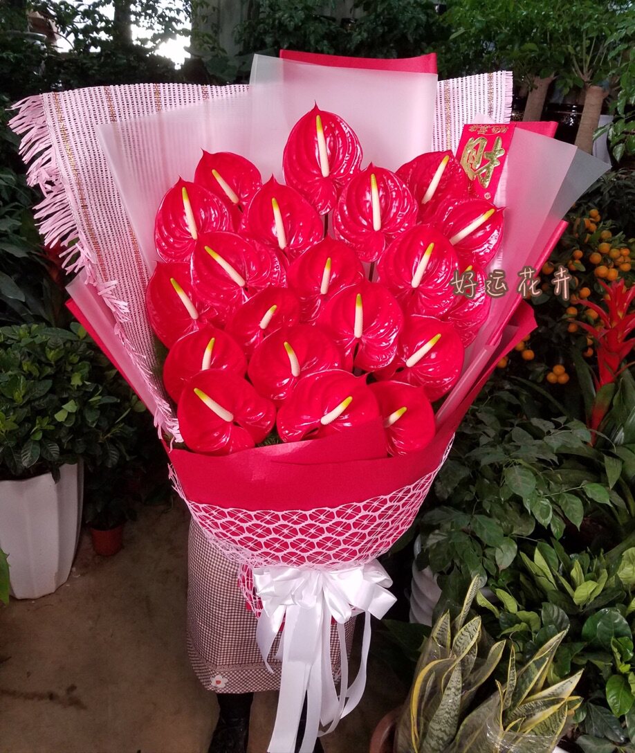 昆明鲜花同城速递红红火火一帆风顺20支红掌生日母亲节鲜花速递同城