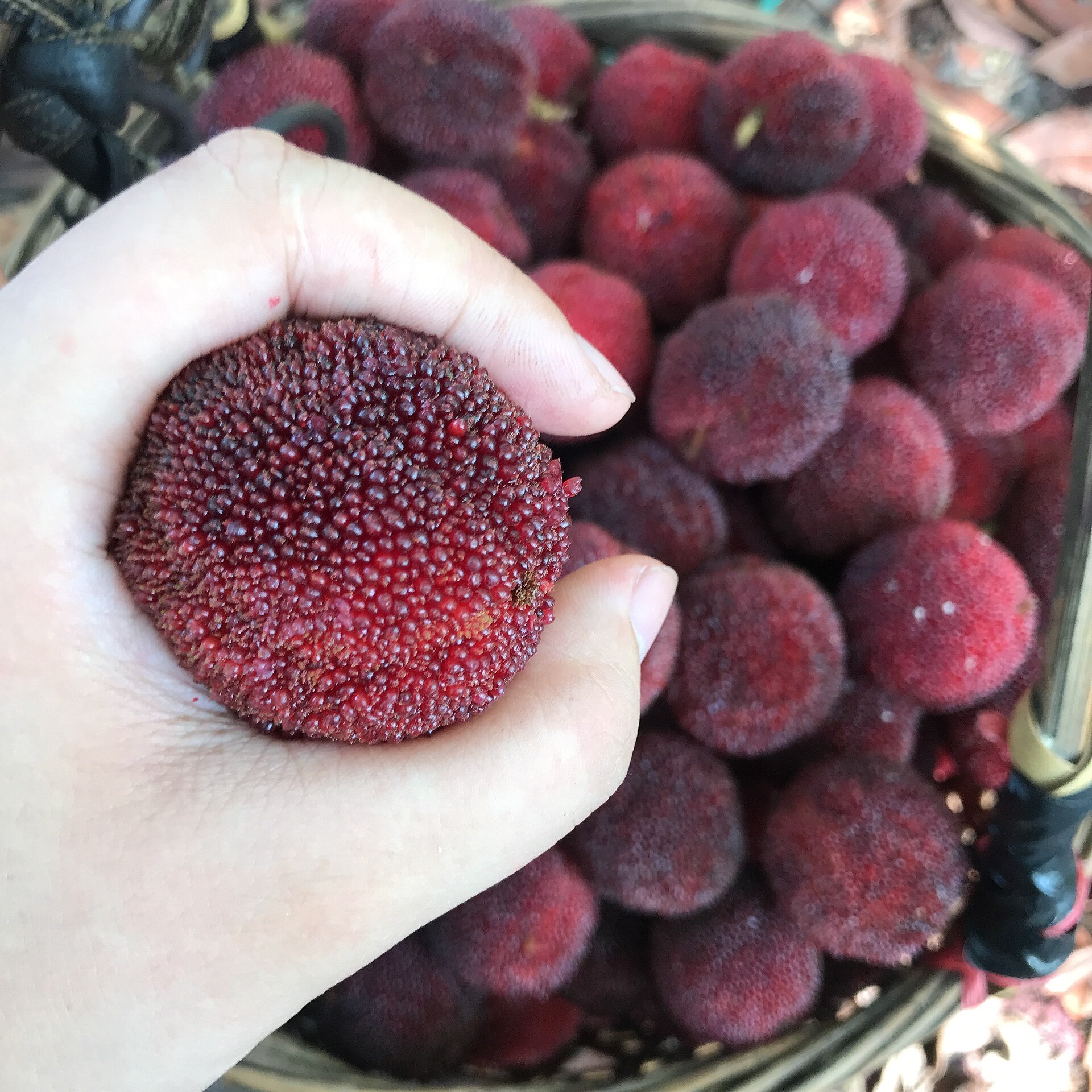 杨梅吐气仙居东魁正宗产地直销摘发顺丰空运杨梅