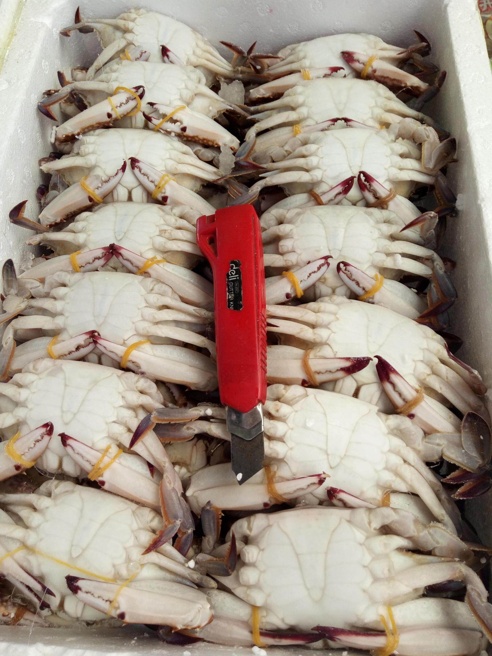 深海野生鲜活冷冻梭子蟹 冷冻梭子蟹 整箱 冷冻梭子蟹 梭子蟹 - 十全