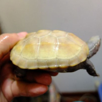 草龟活体金线白玉中华白化宠物变异乌龟龟