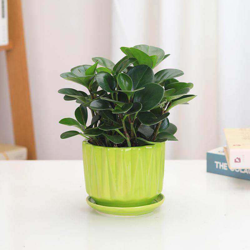 高端甲醛盆景桌面室内办公室办公植物碧玉叶植物绿植