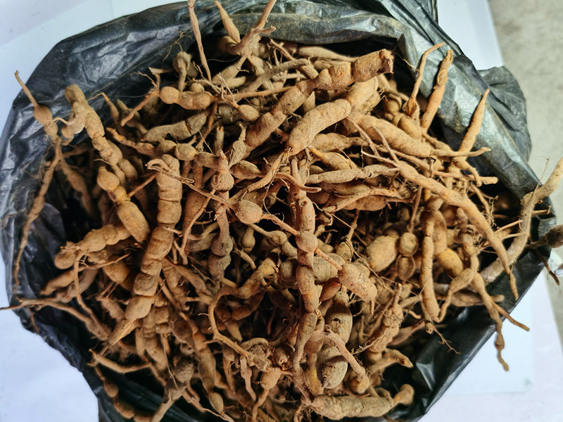 贵州中草药材鸡筋野生鲜货黄脚鸡黄鸡胖长叶数珠根其他药食同源食品