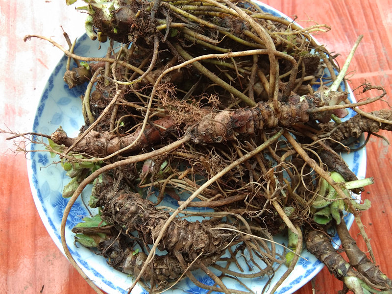 贵州野生蜘蛛香500g包邮 新鲜草药马蹄香缬草养心莲猫儿屎老虎七
