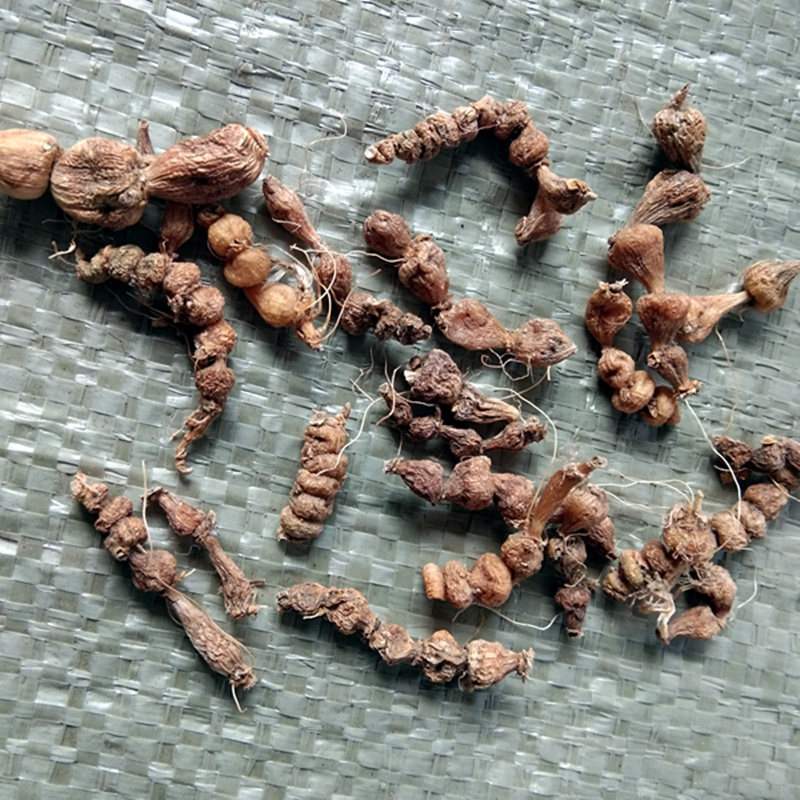 珍珠贵州野生中草药银珠500g包邮苗药三七草算其他药食同源食品