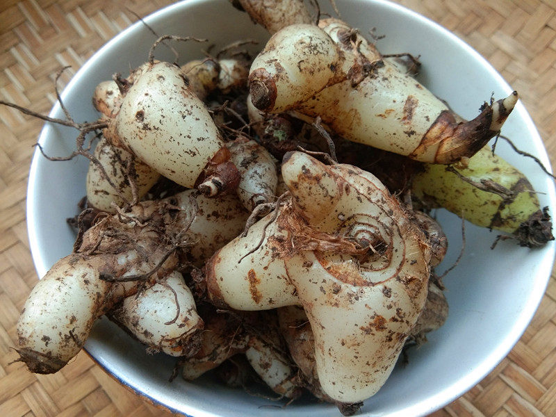 贵州野生紫花三叉白芨中药材小白新鲜白给螺丝其他药食同源食品