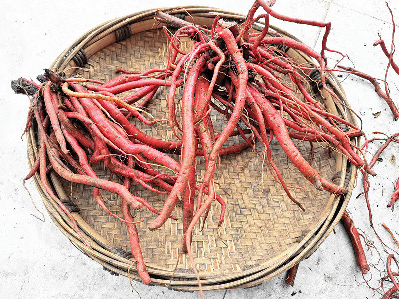 红牛贵州新鲜膝全根中药材克膝红土土牛草药散装其他药食同源食品