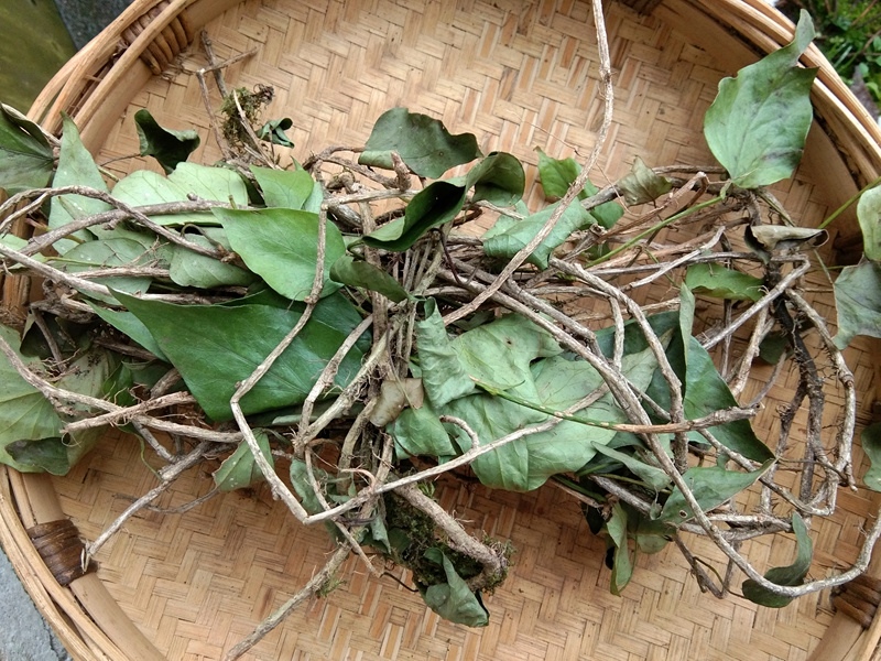 贵州中草药三角枫500g 包邮 农家中药材三角峰 野生自晒山角峰干货