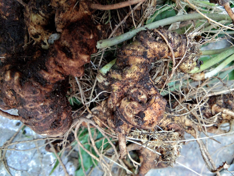 竹节贵州特产人参250g新鲜野生三七竹根七土其他药食同源食品