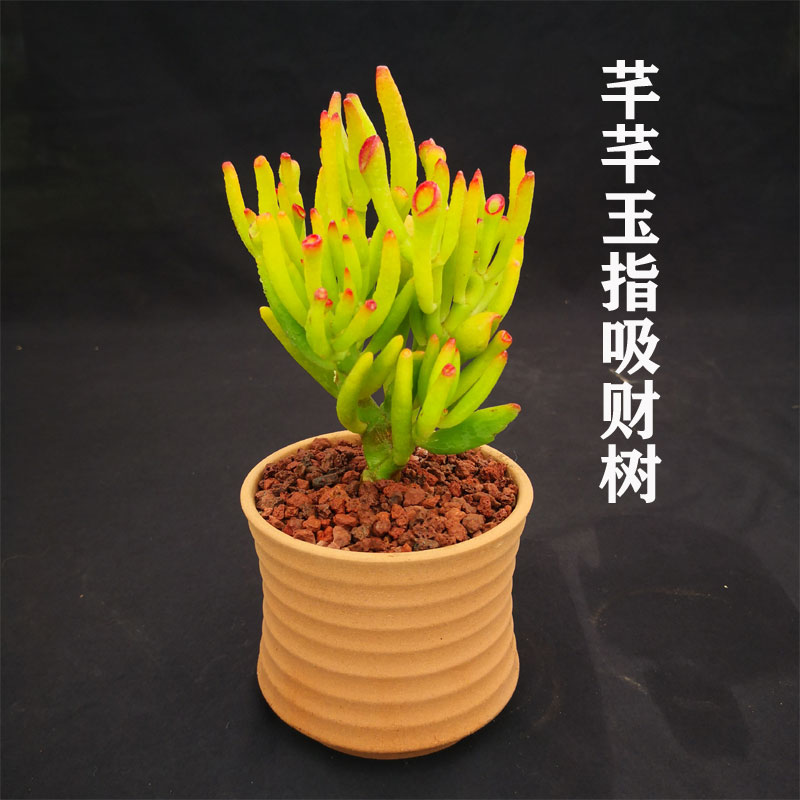 吸财招财多肉老桩盆栽大颗好养花卉发财树聚财多肉植物
