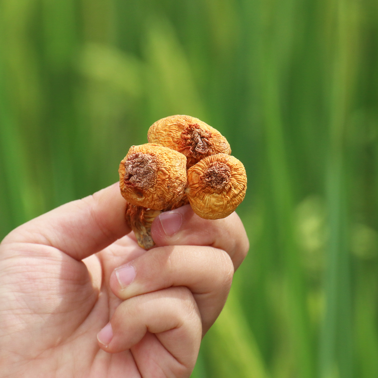 云南姬松茸 巴西菇野生食用菌干货 福建特产姬姬松菌 姬松菇250g