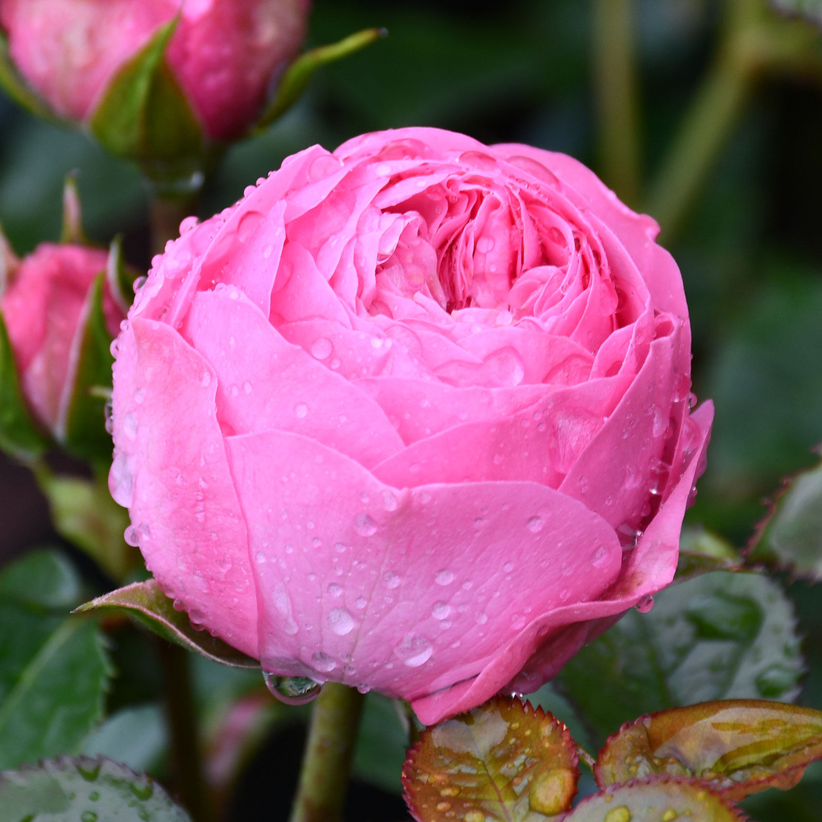 月季新品纺织灌木切花多头淡香四季开花粉色月季